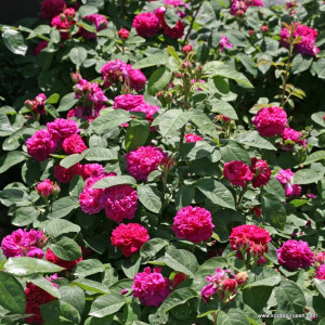 ROSE DE RESHT®